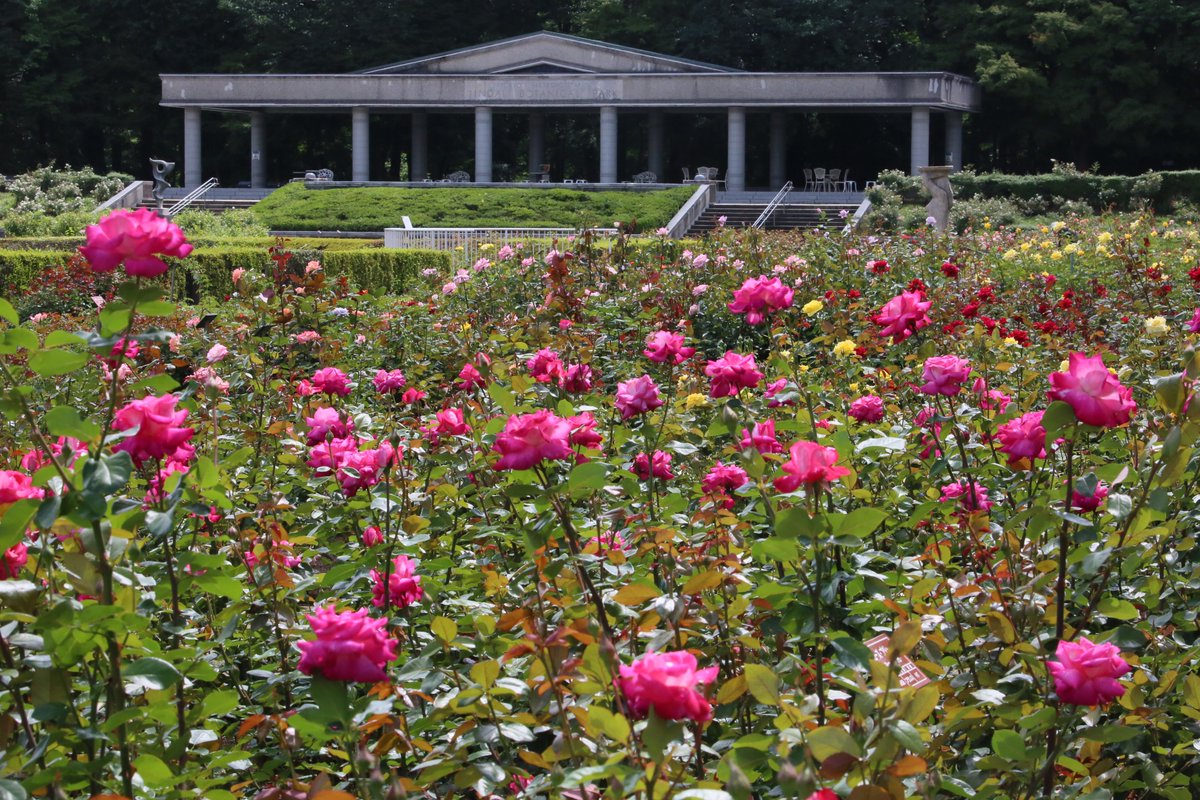 神代植物公園 ニュース スタッフより 広報係 今朝のばら園の様子です 二番花が咲きだして またばら園にバラ の賑わいが戻りつつあります 春バラは７月下旬までご覧いただけます 神代植物公園は 現在事前予約制で開園しております バラ Rose