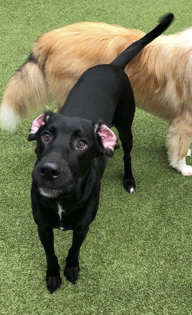 TheBaskota's tweet photo. @dogfather Reminds me of this regal zipper-eating boy  #EarsToVets https://t.co/S0EKs0g01t