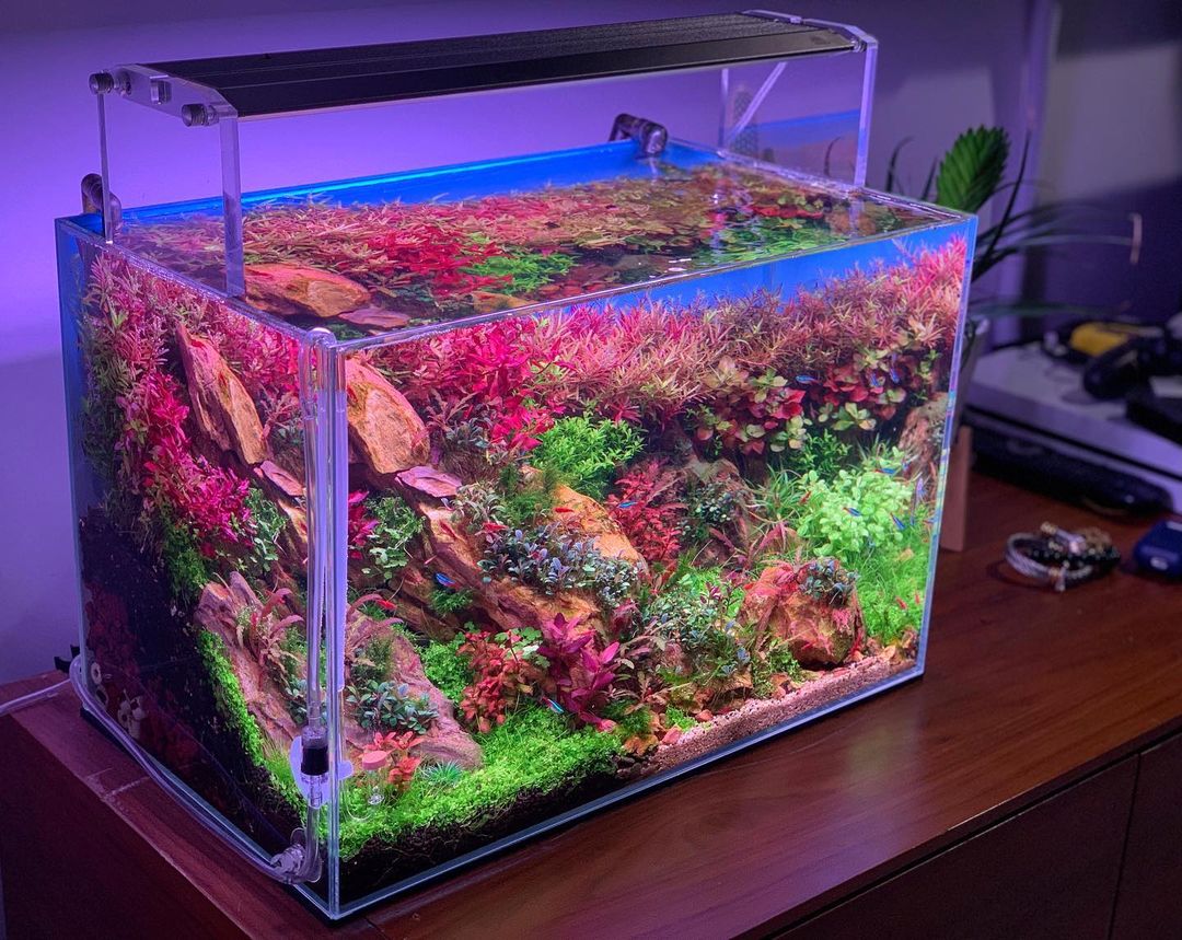 Alicelan17's tweet photo. WEEKAQUA led aquarium light 
Mseries aquatic aquarium lamp #weekaqua #mseries #aquatics #aquarium #freshwateraquarium #aquascaping https://t.co/0p9fEehZrR
