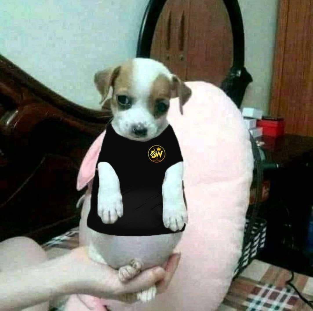 Perdimos la semifinal de la <a href="/CHLIGA2/">CHL • SUPERLIGA •</a> en contra de @OriginBlood1 pero HEY! Mira...

BW Perro Panson

Todo gordito
Todo panson