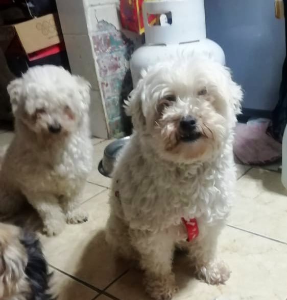 carolinapinoc's tweet photo. Chicos, nos ayudan a buscarle familias a estos pequeños perrunitos?, un macho y una hembrita, se entregan desparasitados y esterilizados! Cc @Fundacion_Suyai Stgo., Whatsaap +56987685580 https://t.co/N4xRFVaNZ6