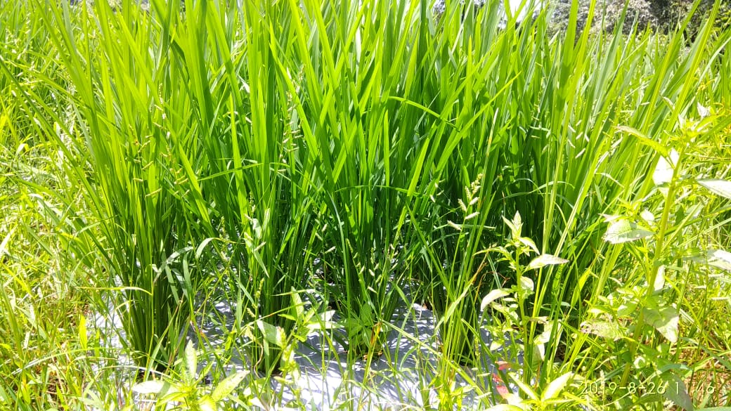 agririse's tweet photo. #Rice with Mulching film ##Mulching #Agrirrise #Plasticulture Paddy in Goa , Farming way are changing and farmers are improving on knwledge
#WaterSaving #FarmingYield #AgriproduceIncrease
ड्रीप के साथ मल्चिंग पेपर लगाना धान के लिए लाभ दायक है
#Agririse https://t.co/cSGO9iD0Xe