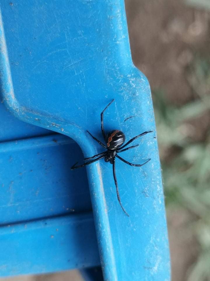 El Charlie tweet media