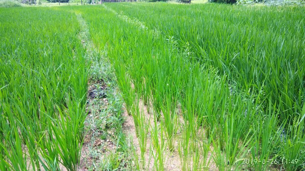 agririse's tweet photo. #Rice with Mulching film ##Mulching #Agrirrise #Plasticulture Paddy in Goa , Farming way are changing and farmers are improving on knwledge
#WaterSaving #FarmingYield #AgriproduceIncrease
ड्रीप के साथ मल्चिंग पेपर लगाना धान के लिए लाभ दायक है
#Agririse https://t.co/cSGO9iD0Xe