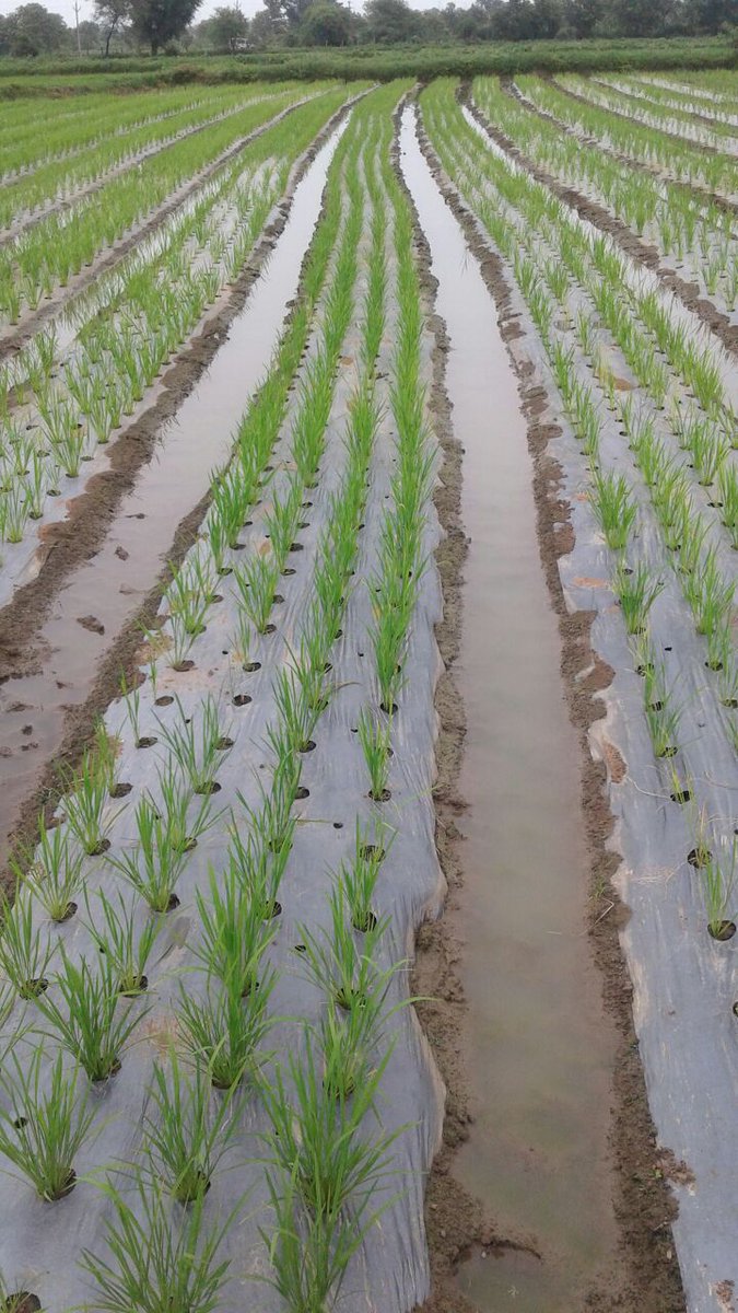 agririse's tweet photo. #Rice with Mulching film ##Mulching #Agrirrise #Plasticulture Paddy in Goa , Farming way are changing and farmers are improving on knwledge
#WaterSaving #FarmingYield #AgriproduceIncrease
ड्रीप के साथ मल्चिंग पेपर लगाना धान के लिए लाभ दायक है
#Agririse https://t.co/cSGO9iD0Xe