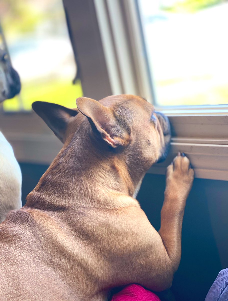 TheDeadBeatBros's tweet photo. I just want to look out the window! #shortDogProblems #deadbeats https://t.co/0cZEWc5cHs
