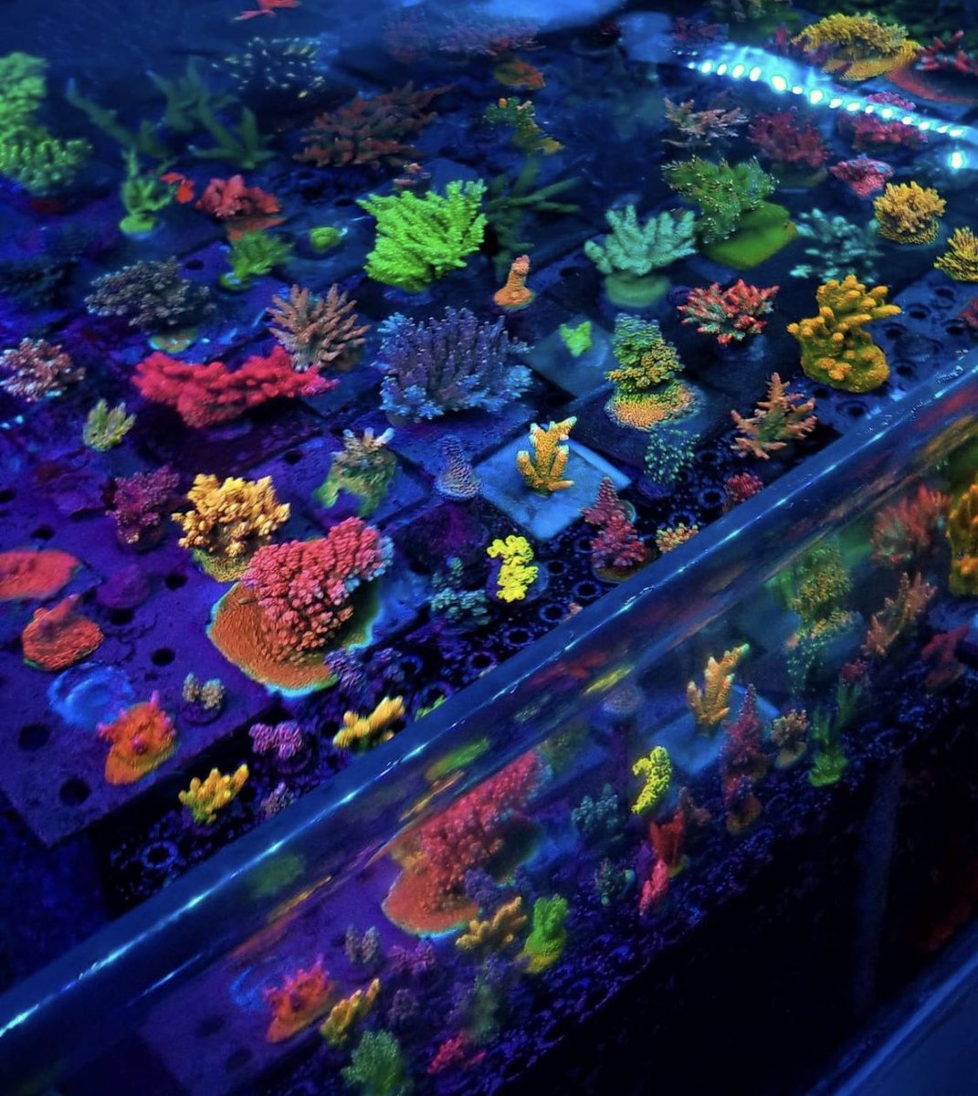 BudmansCorals's tweet image. Just a few Acros from Tub 3 growing out 🌱