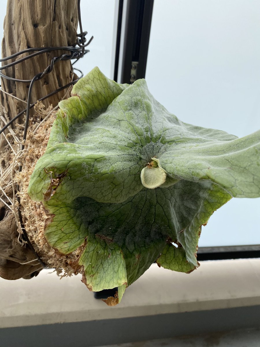 銅鑼子 鉢植えだったビカクシダグランデを 家にあった流木で仕立ててみてから ひと月ほど 新しい葉が出てきた さぁ太陽をいっぱい浴びて 元気に育て ビカクシダ コウモリラン グランデ 流木 銅鑼子 鉢植えだったビカクシダグランデを 家にあった流木で仕立ててみてから ひと月ほど 新しい葉が出てきた さぁ太陽をいっぱい浴びて 元気に育て ビカクシダ コウモリラン グランデ 流木