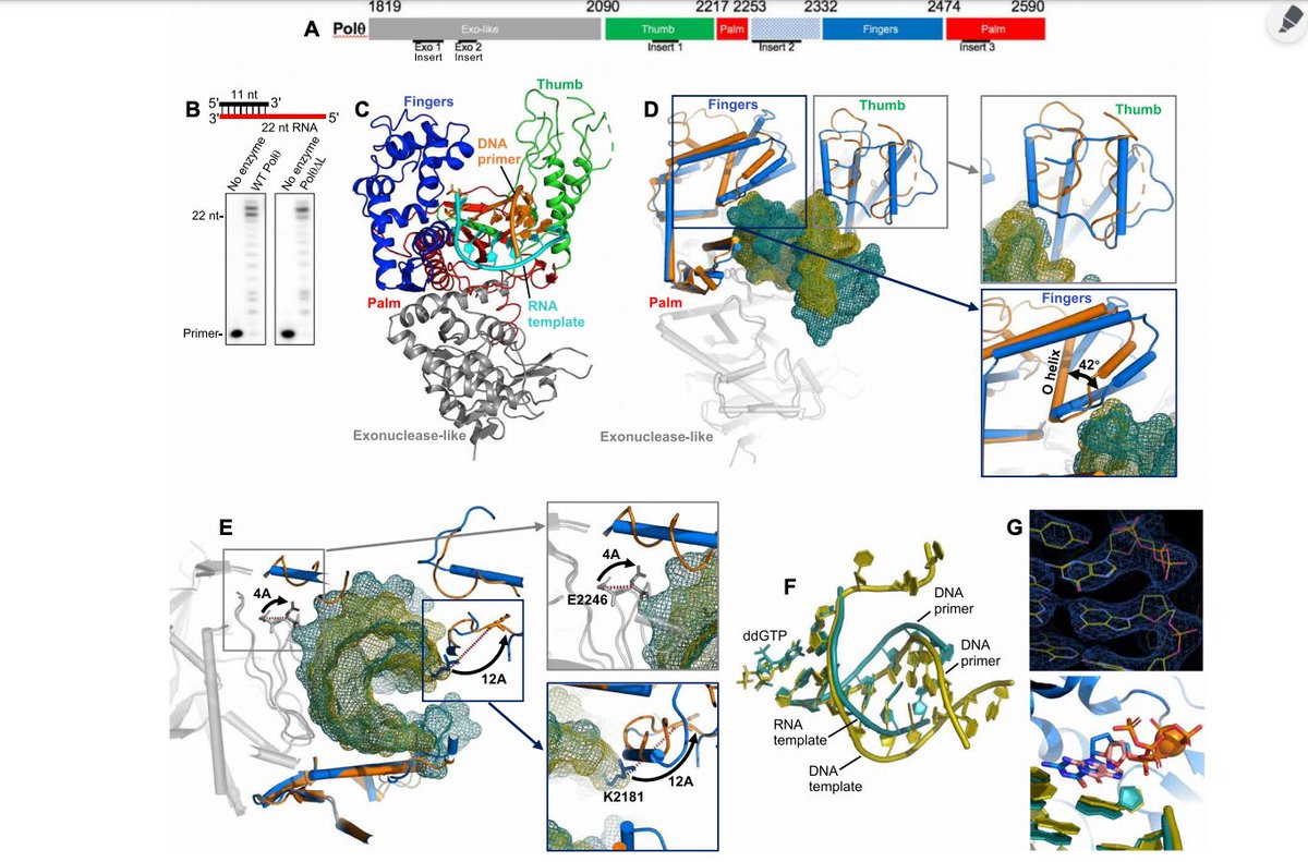 Bobby Rajesh Malhotra ツ ψ on Twitter: "Human Cells can Write RNA