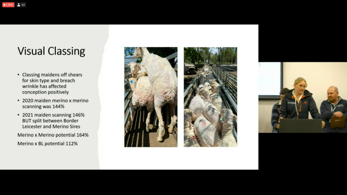 ramsaybaa's tweet photo. Georgie White outlining the role visual classing in drought recovery.  Classed off shears as visually similar pre-shearing.  Heavier bodied sheep joined to Maternals, &amp; plainer ewes to Merino. #merinolinkconference https://t.co/OHHzCGyuCA