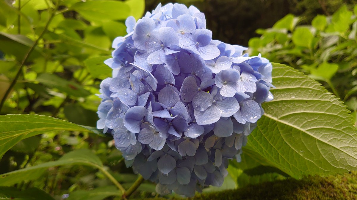 Eijikamita 珊瑚の森 على تويتر 太平山あじさい坂 今朝のあじさい 坂の様子です 朝方の雨上がりで平日なのにごっついカメラと三脚で撮影されてる方が多数でした 太平山神社には茅の輪が設置されてますので参拝にもぜひ 太平山神社 あじさい坂 紫陽花