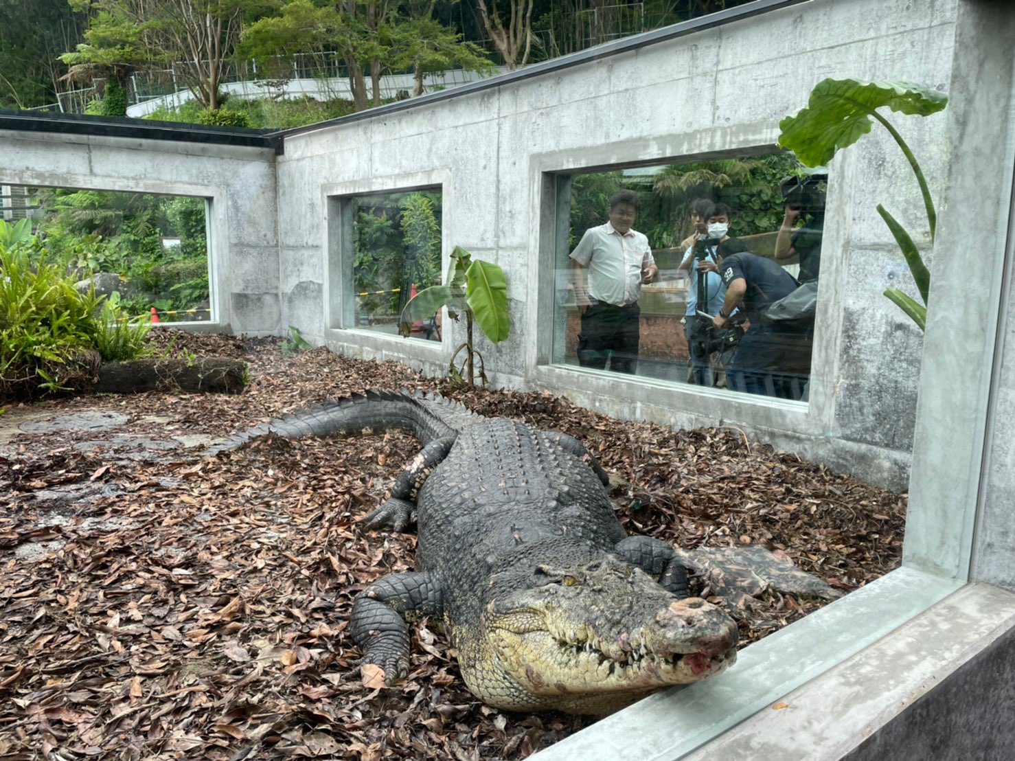 白輪剛史 大変申し訳ございません マレーシアから到着したイリエワニのオスは事前情報で4 8mとご案内しましたが 搬入時に計測した結果 全長5 1m 510cm と判明しました 現地からの情報を訂正いたします ペアは先程 Izoo