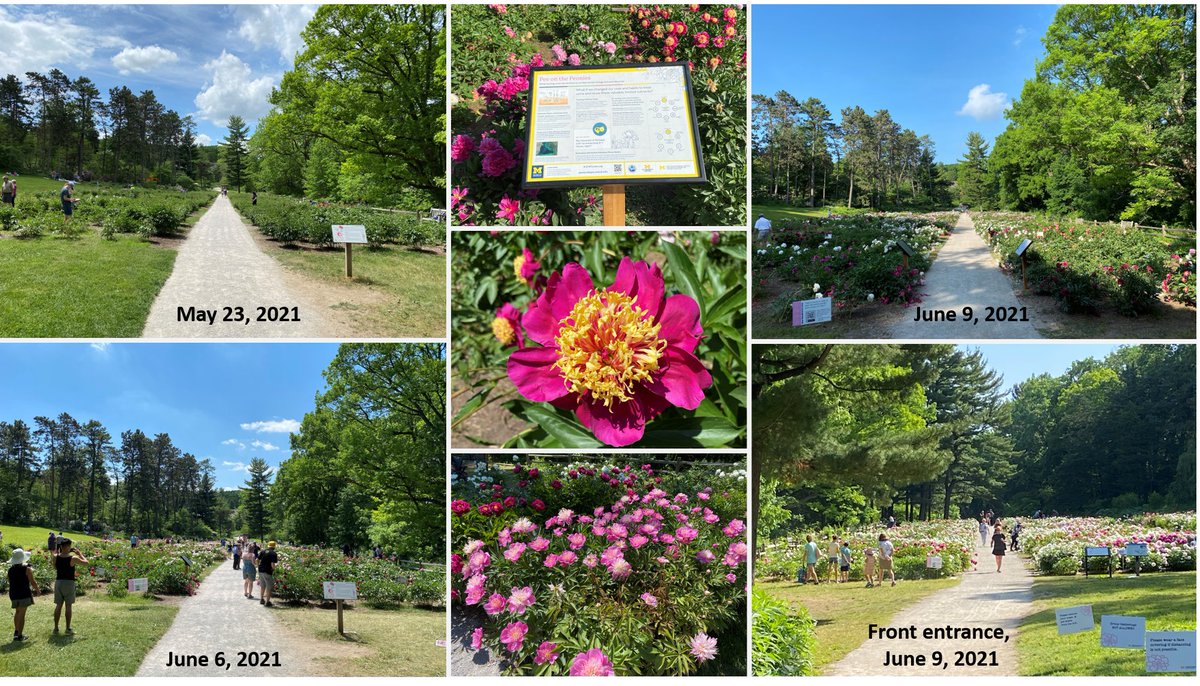 Love_H2O's tweet photo. The #PeeOnPeonies event has come and gone for this year but we’ll be back. Enjoyed sitting by the peonies and talking with @sarah_Derouin for the @BiPiSci podcast https://t.co/magsPUtNC8 about the many benefits of #Peecycling. Enjoy the flowers! @UrinationU @Peecyclers https://t.co/BW85DCWImk