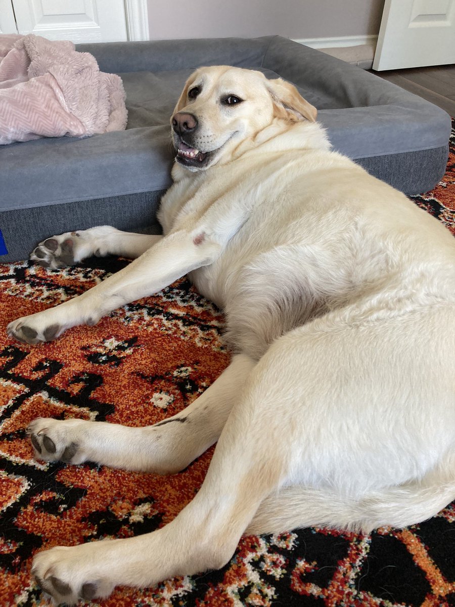 palaeobeth's tweet photo. Little Bear when she knows it’s a swim day. #BearProbs #ShutYourLaptopAlready https://t.co/752MoNvOps