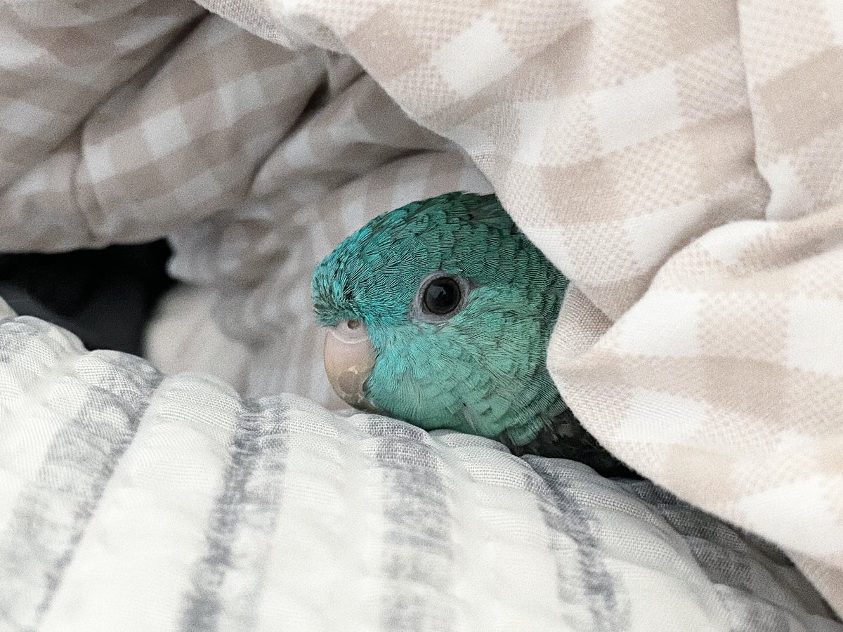 이불참 좋아하는 앵무