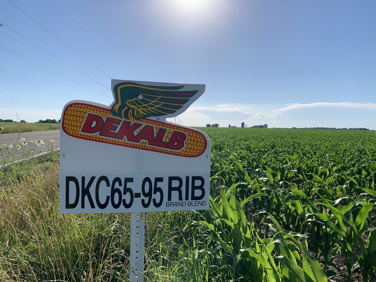 craig_sch24's tweet photo. No filter needed for this field of 🌽, it’s perfect just the way it is! @DKAS_MO @Asgrow_DEKALB https://t.co/zl8JEE1YbK