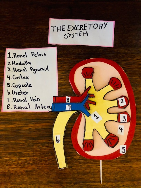 Kidney Model For Kids