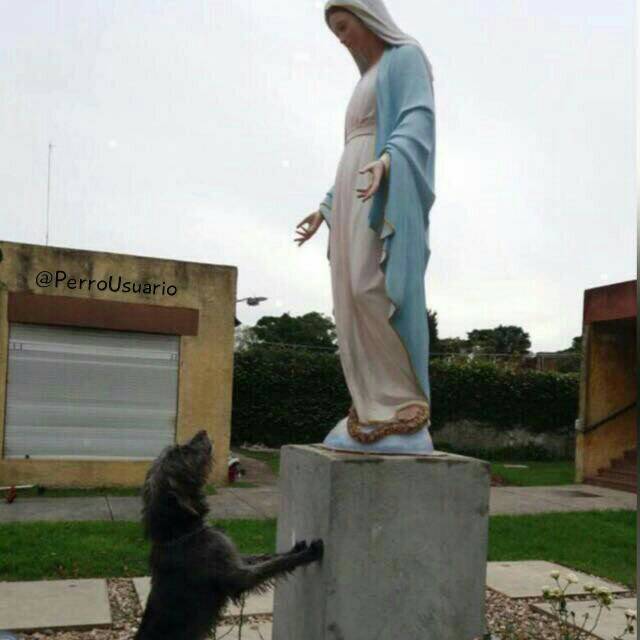 Te pido por mí y todos mis hermanitos que no entendemos por qué fuimos abandonados después de dar tantas alegrías y amor a nuestra familia. Y por aquellos que nacimos y sobrevivimos en las duras calles... Por favor regálanos el hogar que merecemos 🐕