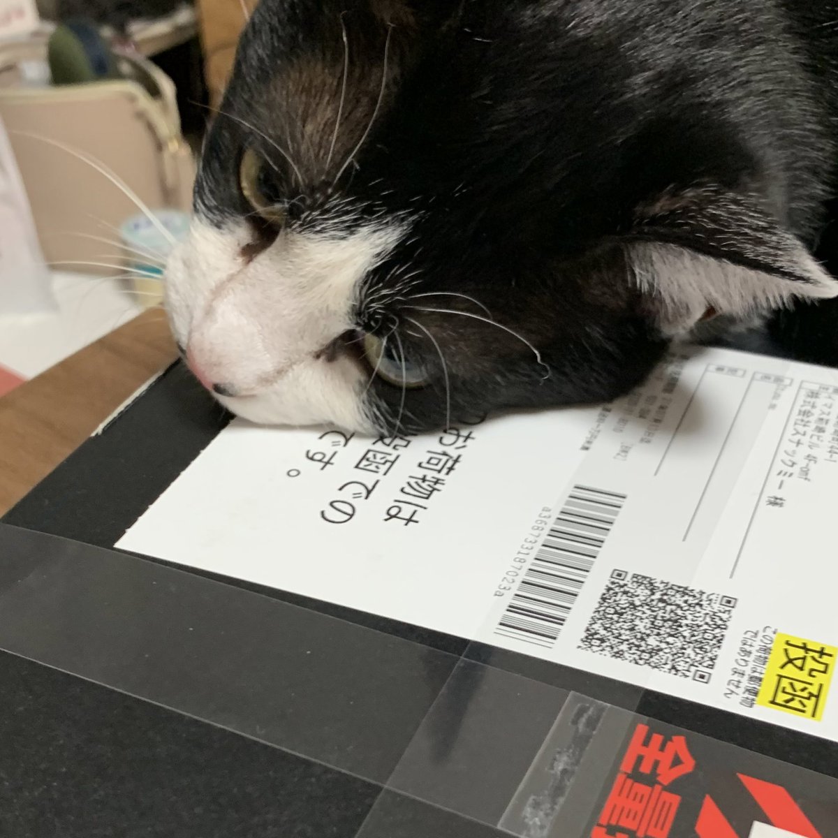 coba_aka's tweet photo. オツマミーの箱を占拠する金ちゃん。 https://t.co/VMYpZ5rK9R
