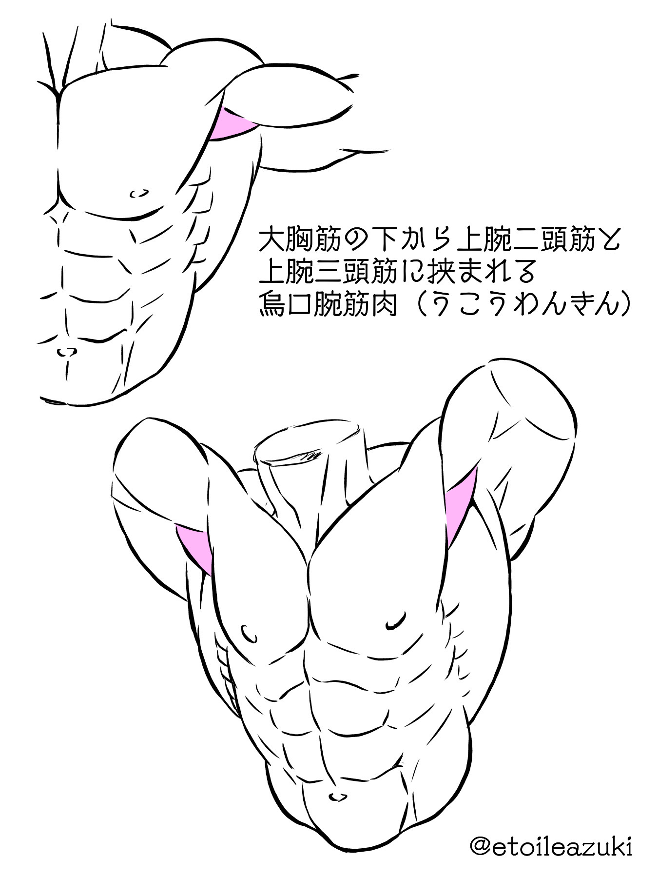 かまた 筋肉専門イラストレーター スレッド用に再掲 マッチョ描きのつぶやき 上腕筋 上腕二頭筋や上腕三頭筋が有名なので忘れがちだけど この上腕筋を意識して描くことで腕の筋肉に迫力が出てくると思う 筋肉 描き方 T Co Uqzkgsp1je