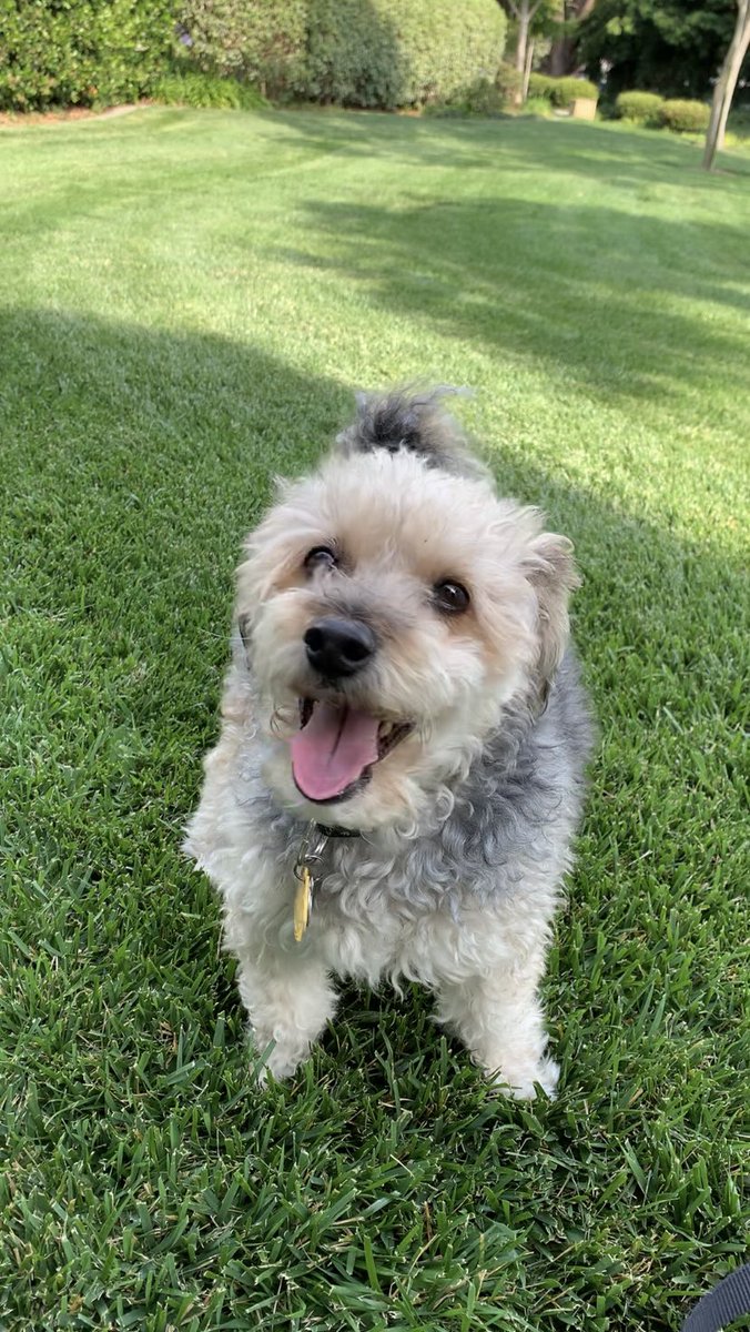 lolo8i8's tweet photo. @WholesomeMeme My babies enjoying the fresh air 🥰🥰🥰 https://t.co/EcBxijPQPm