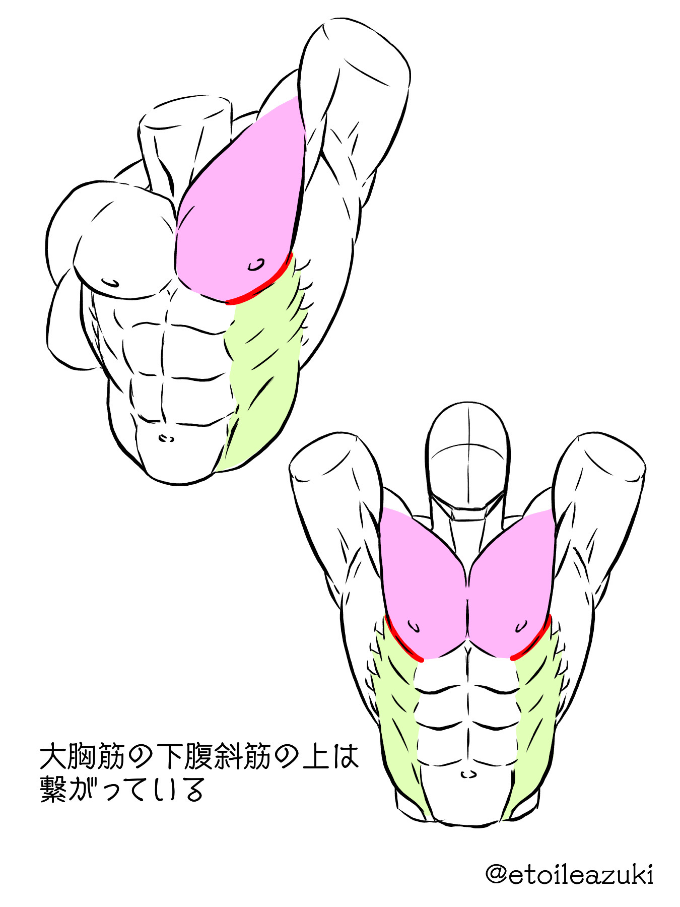 かまた 筋肉専門イラストレーター 再掲 マッチョ描きのつぶやき 大胸筋と腹斜筋は繋がっているので 腕を上に上げると大胸筋が腹斜筋に引っ張られる これを知ってるとより大胸筋がかっこよく描けると思ってる T Co Xyo1zgkgeb Twitter