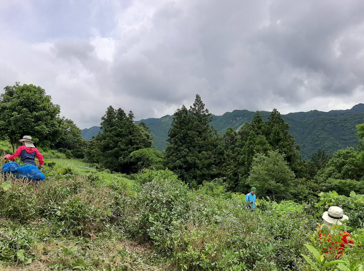 あおてん農園 Aoten Twitter