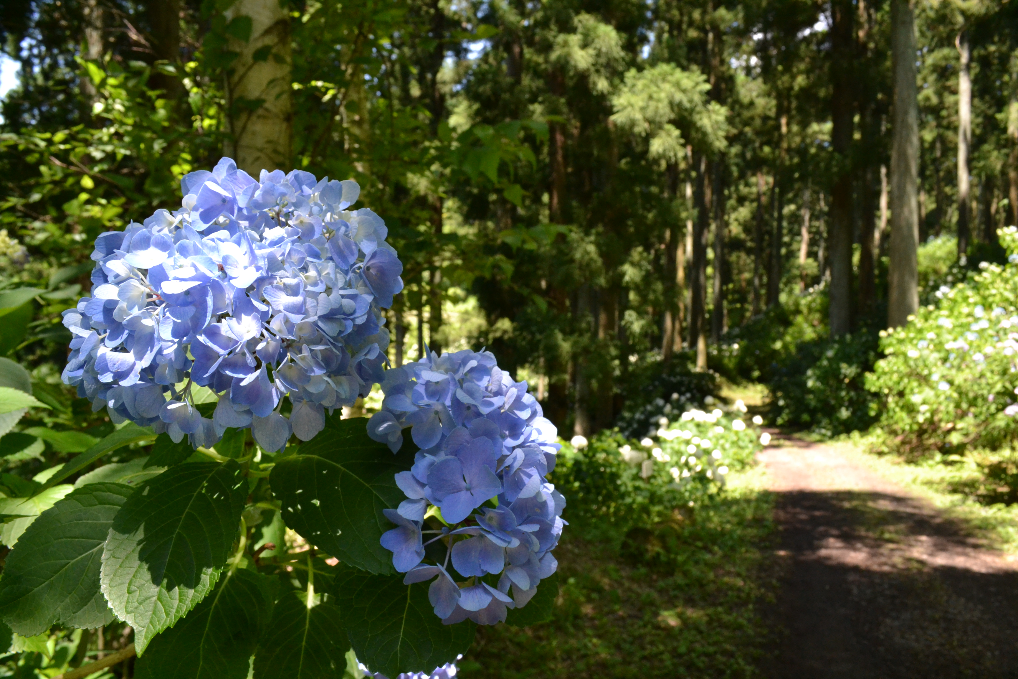 あじさいや ひめあじさい 岩手県一関市のみちのくあじさい園は そろそろ見頃を迎えます T Co Bkiqu6a9xd Twitter