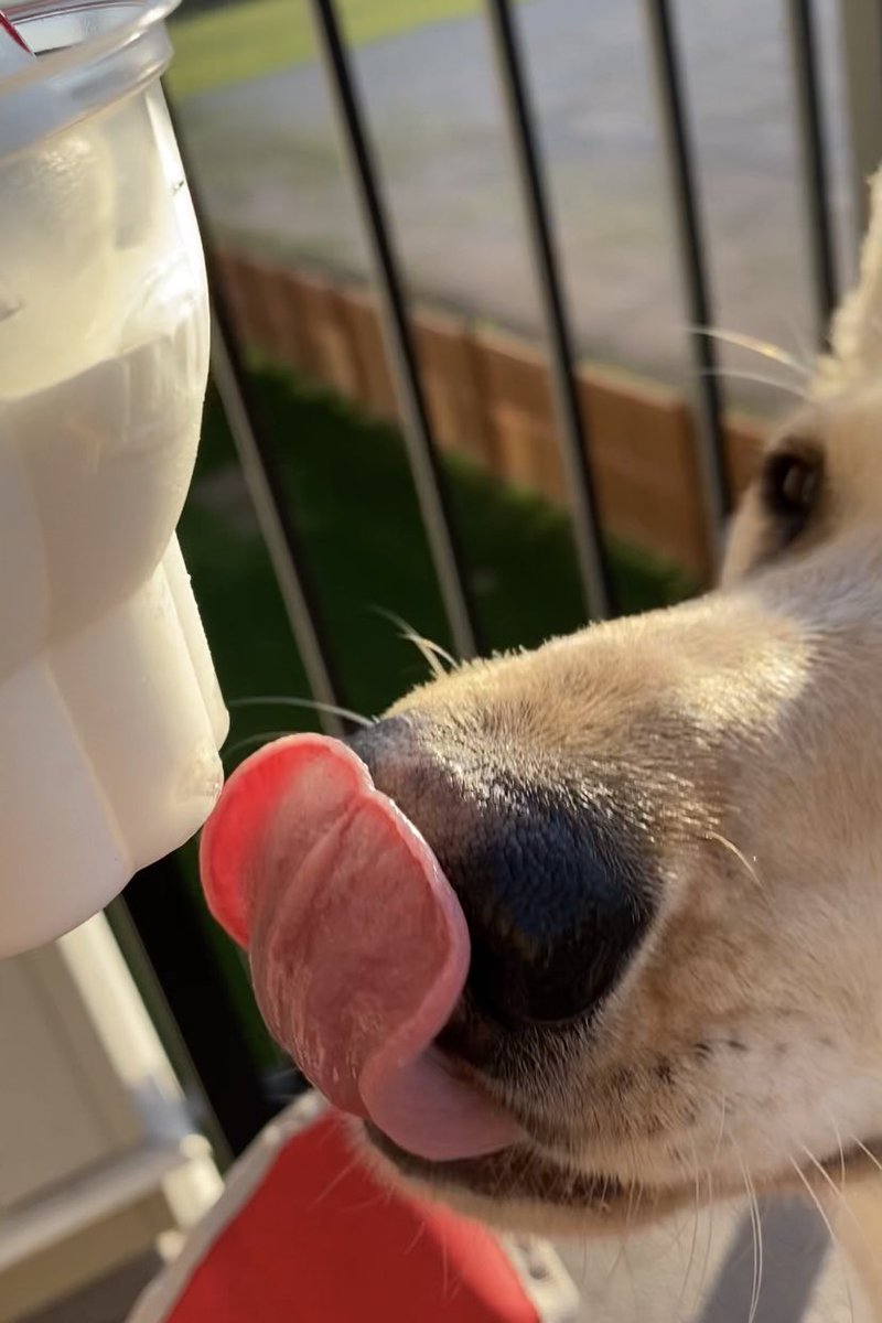 Find someone that looks at you the way Zoey looks at this <a href="/DairyQueen/">Dairy Queen</a> ice cream #dairyqueen