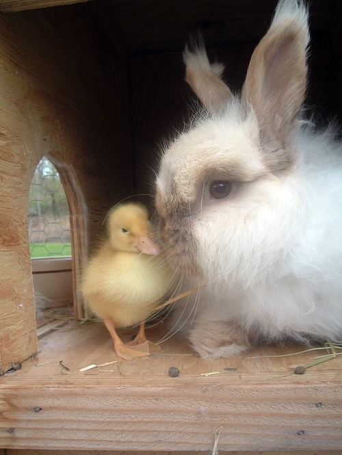 RabbitEveryHour's tweet photo. https://t.co/1O9VYO7y4f