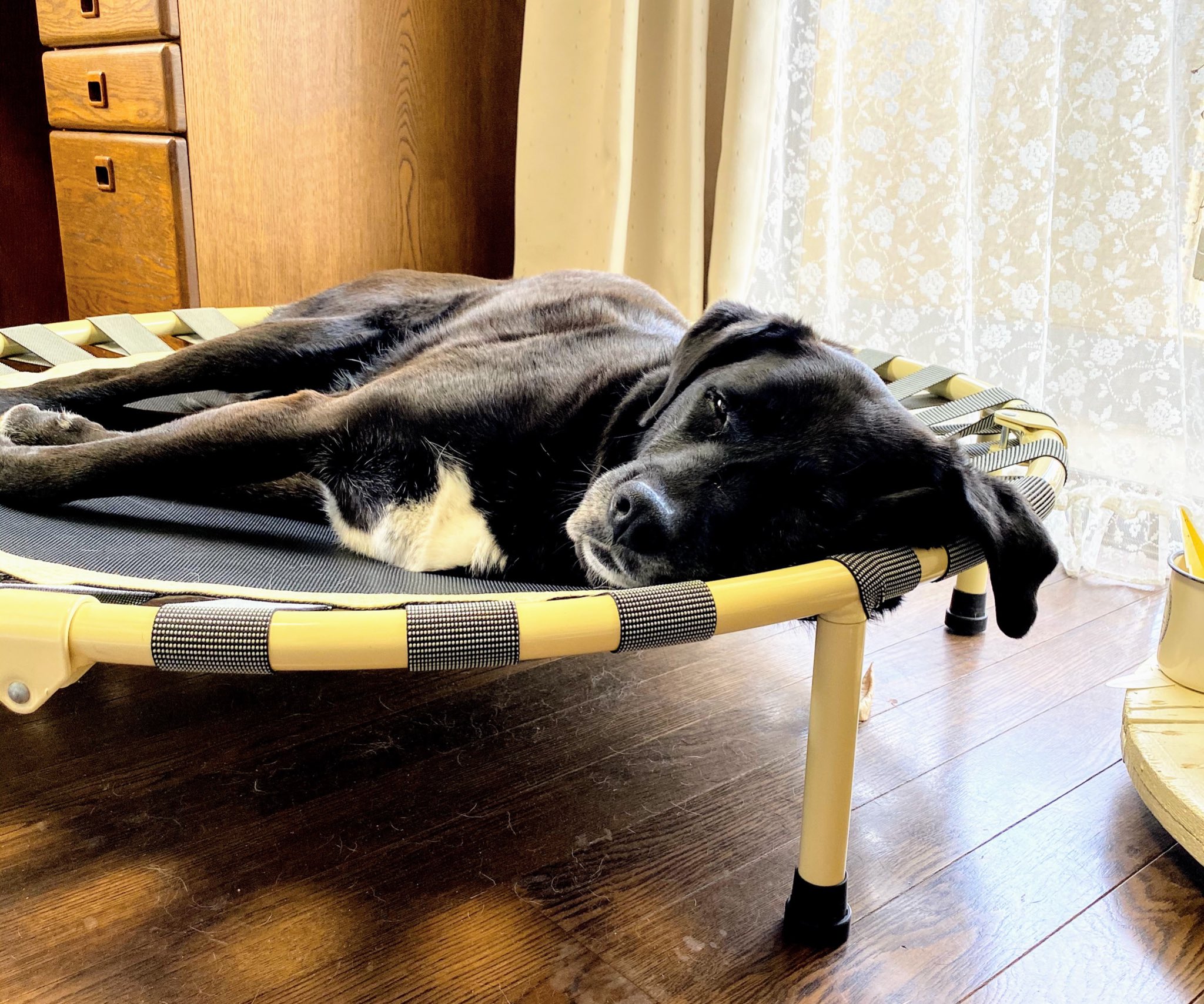 ちはこ 三上くん作者 今入ったニュースです 犬がトランポリンで寝るため使えない事件です 現場では犬 が度々手慣れた様子でトランポリンで横になるのが目撃されており トランポリンでは大量の毛が発見されています 警察は余罪を追及しています