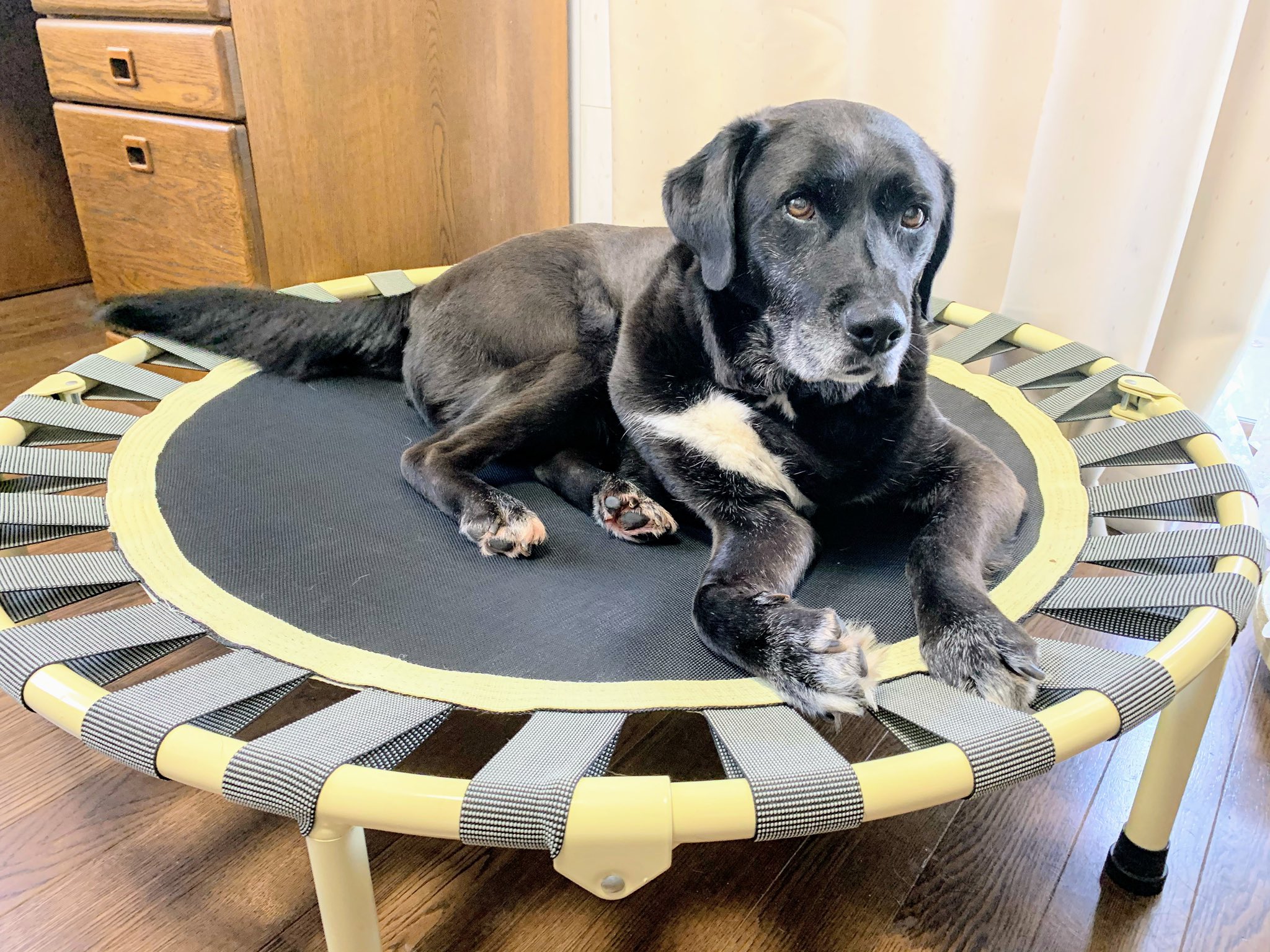 ちはこ 三上くん作者 今入ったニュースです 犬がトランポリンで寝るため使えない事件です 現場では犬 が度々手慣れた様子でトランポリンで横になるのが目撃されており トランポリンでは大量の毛が発見されています 警察は余罪を追及しています ちはこ 三上くん作者 今入ったニュースです 犬がトランポリンで寝るため使えない事件です 現場では犬 が度々手慣れた様子でトランポリンで横になるのが目撃されており トランポリンでは大量の毛が発見されています 警察は余罪を追及しています