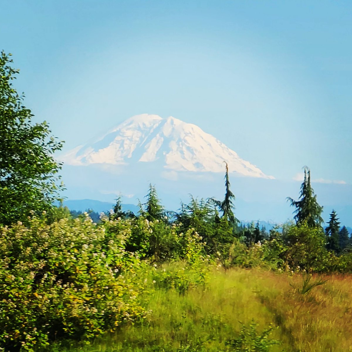 FireAngel2013's tweet photo. Mt Rainier! #mountrainier #Mountain #seattle https://t.co/Xugmf7gDL0