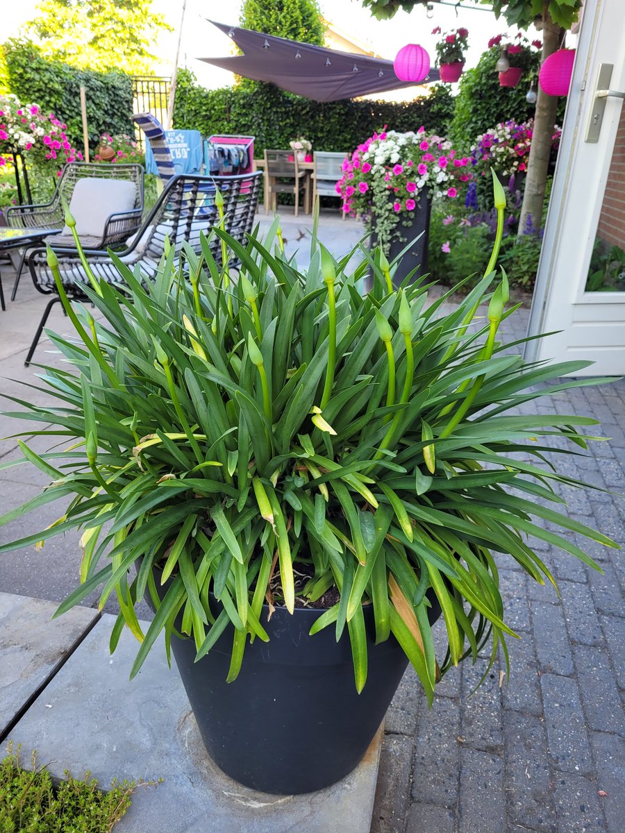 TVilsteren's tweet photo. Vol met knoppen de #agapanthus https://t.co/pKzuc40qcL