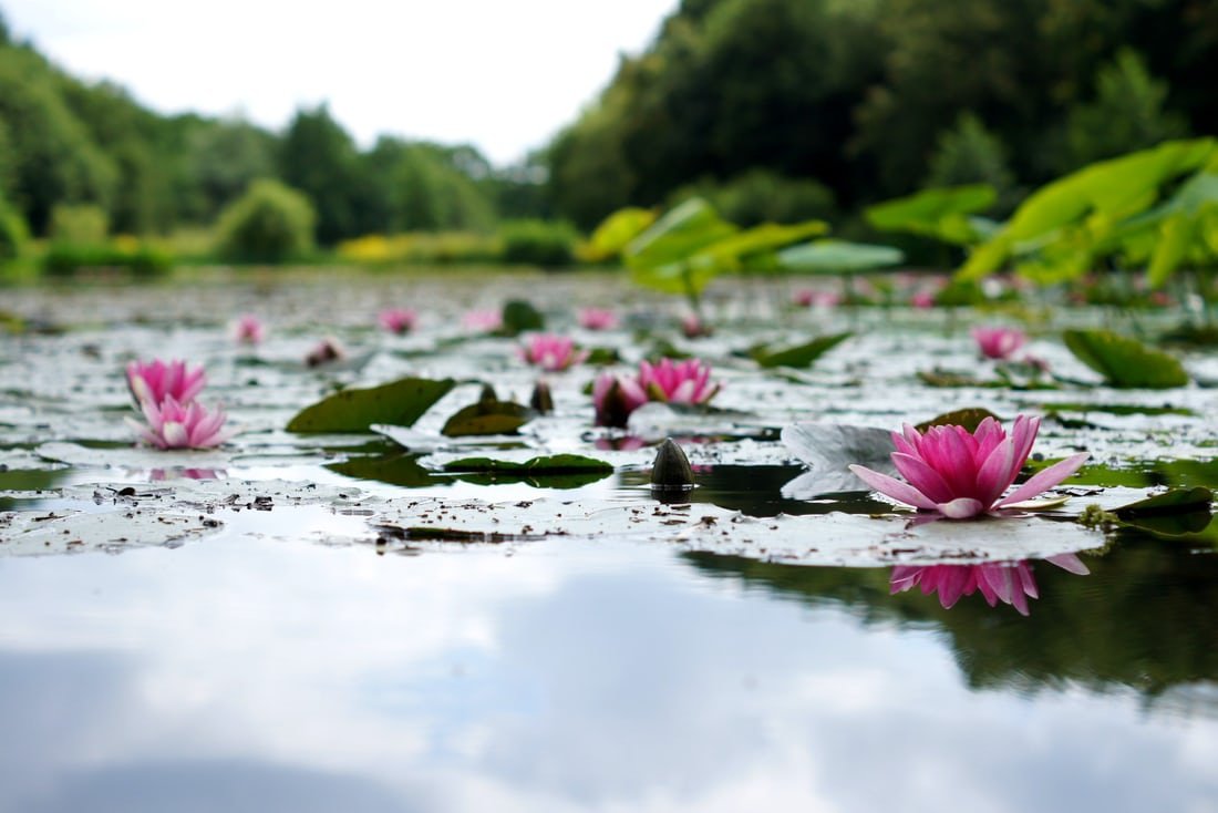 Creative_Gardn's tweet photo. Be Like the Lotus ,
Trust in the light ,
Grow Through the Dirt ,
And Believe in New Beginnings 💮
.
.
#WednesdayMotivation
#Lotus #gardening #Flowers #peace #GardenersWorld https://t.co/b6U8EBPZOi