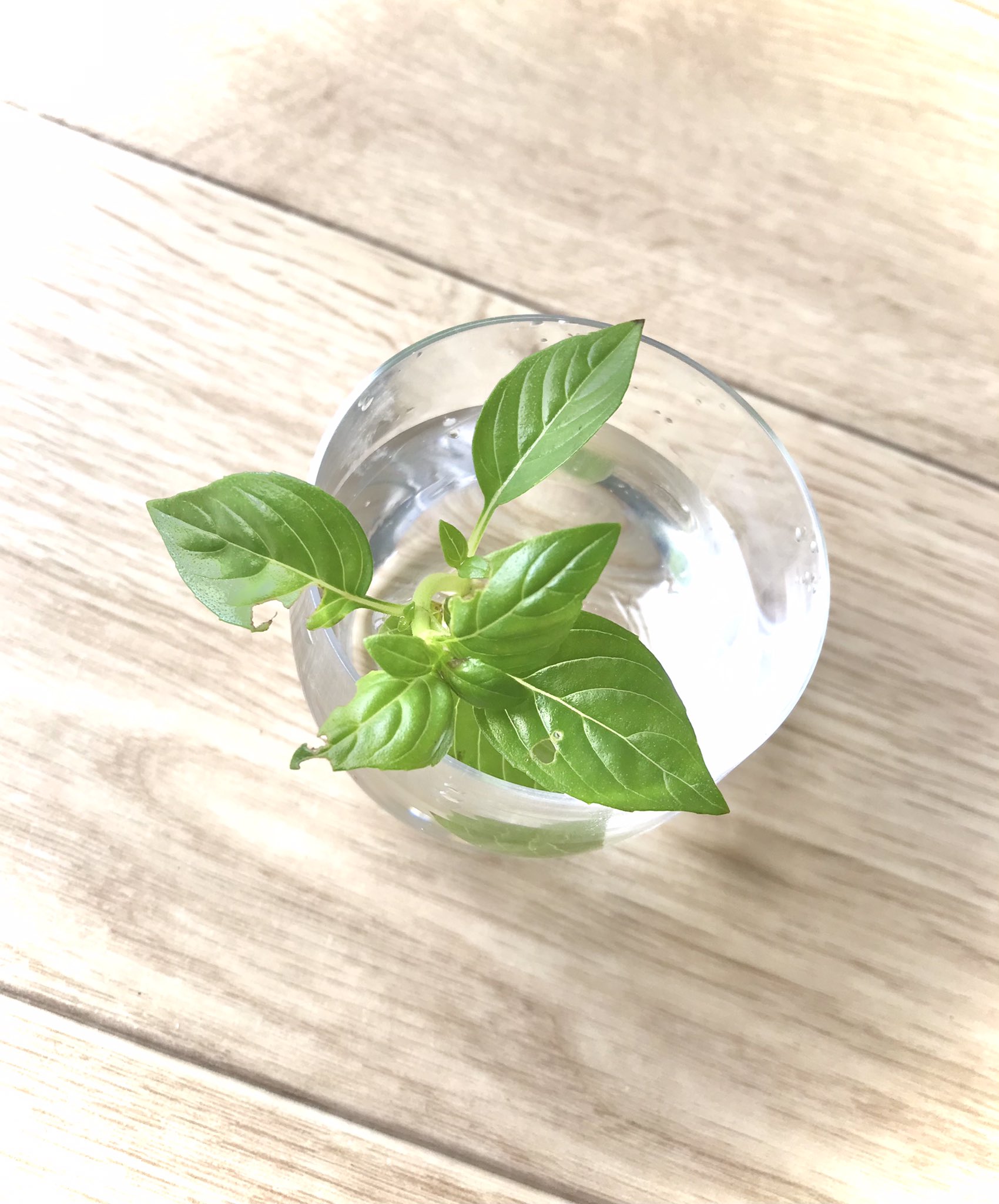 菅 孝訓 バジルの摘心完了 摘心した茎を水につけて根っこが生えてくるのを待ちます バジル栽培 家庭菜園 自給自足 アウトドア キャンプ 自家製 T Co Cvrrcfuez9 Twitter