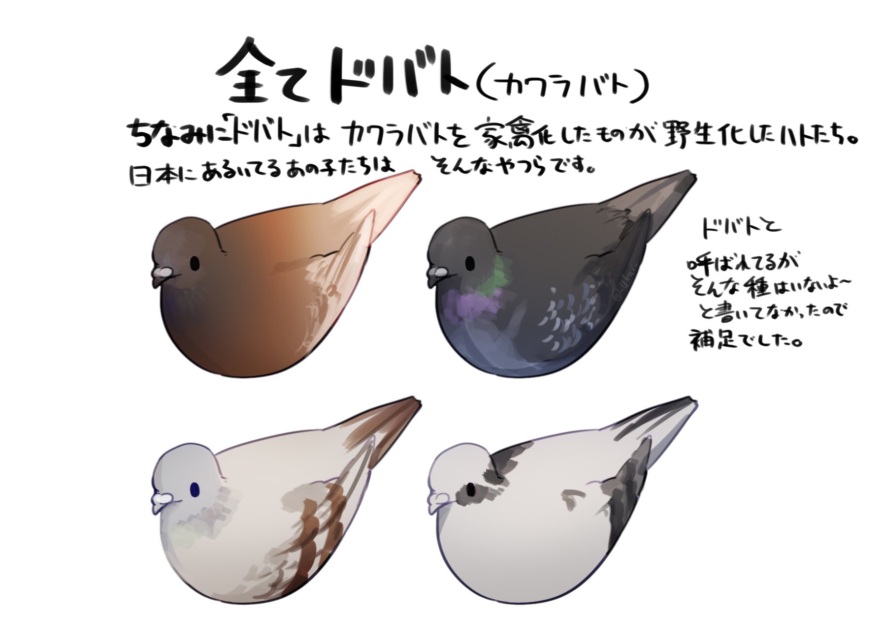 烏海 博物クリスマス すみません補足です おもくそドバトって書いてますが総称です いろんな色がいるよ T Co Rsgeuov30o Twitter 烏海 博物クリスマス すみません補足です おもくそドバトって書いてますが総称です いろんな色がいるよ T Co Rsgeuov30o Twitter