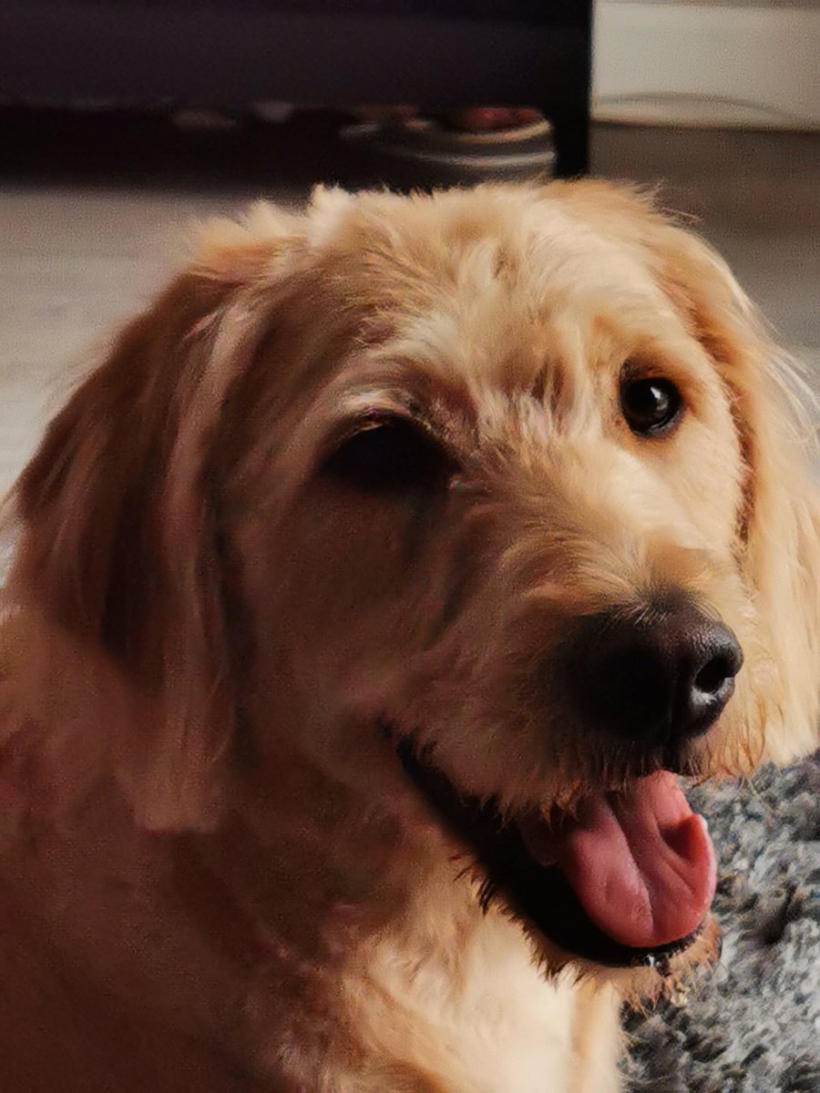 ionathedug's tweet photo. @chrisjcuthbert Am no happy. Am cauld. Am clean. And, whits the smelly stuff? You'd think I'd ransacked @SamtheDug s boudoir! I've been violated!! First chance I get, straight in a muddy puddle. I'll show ye.... https://t.co/JkmVFe2VRc