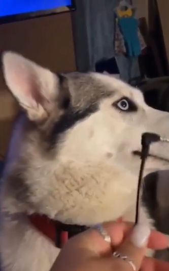 BuddyLifeMagzn's tweet photo. Guilty? Nope, not me!
When a dog appears to look like it is feeling guilty, you see body language that may be a dipped head, lowered ears, avoiding direct eye contact, and a tail tucked between the legs.
https://t.co/9l51LPr5aV
#guiltydog #whodidthis #didyoudoit #tellmenow ๐ https://t.co/vlWVbPt1ac