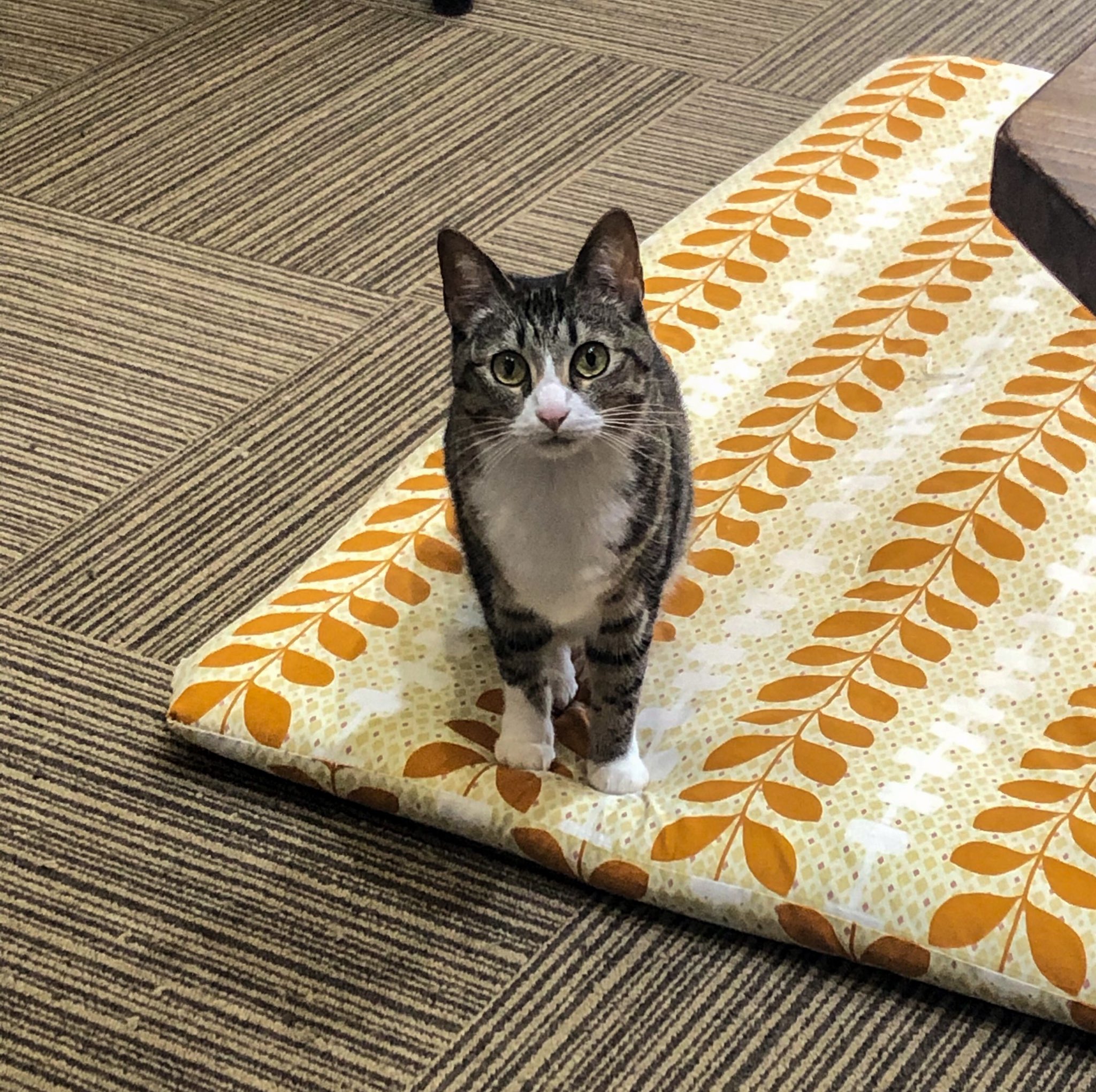 ねこ空間 Cyamola パソコン作業をしている最中 視線を感じるな と思っていたら紅ちゃんが何かを訴えるようにスタッフを見つめています ねこ 猫 猫カフェ 関西 兵庫 尼崎 武庫之荘 武庫元町 立花 川西 伊丹 西宮 芦屋 神戸 大阪