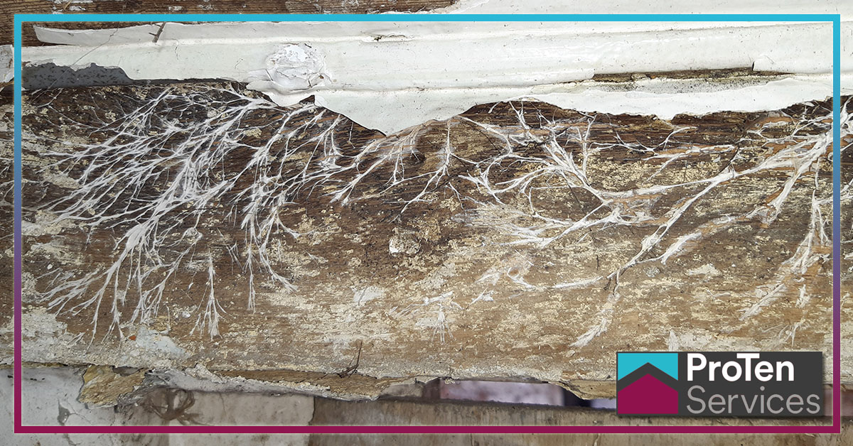 ProTenServices's tweet photo. Fungal Decay comes in all shapes and sizes, and if not treated quickly can be devastating and costly to repair.
Please contact us directly us you have an issue you would like discuss. 0800 012 6094
https://t.co/Ue2lKj5p5f
#timber #preservation #woodworm #dryrot #wetrot https://t.co/p4izoOyM10
