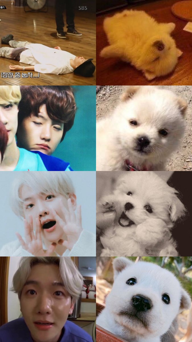 BH_Hong2's tweet photo. #이거백현이 zip🐶❤️ https://t.co/IQ41giyBzX