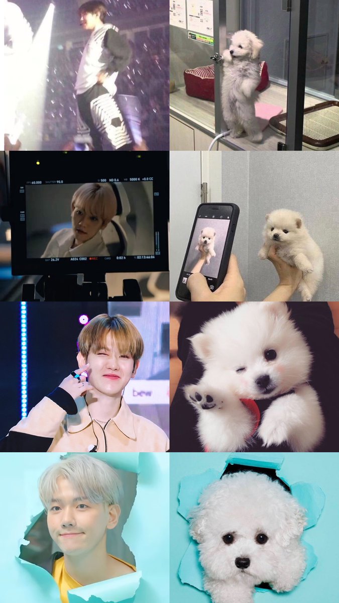 BH_Hong2's tweet photo. #이거백현이 zip🐶❤️ https://t.co/IQ41giyBzX
