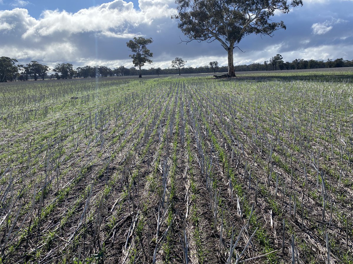 OW Disc Seeder Demo - 40 days PA - Older leaves showing minor bleaching. Areas with higher trash loads or uneven surface have more crop effect where sowing depth is comprised. Weed control on par with Sakura ATM. Looks safe with this Disc System in Wheat 🌾 <a href="/zordsinhorsh/">Nick Zordan</a> <a href="/FMCANZ/">FMC ANZ</a>