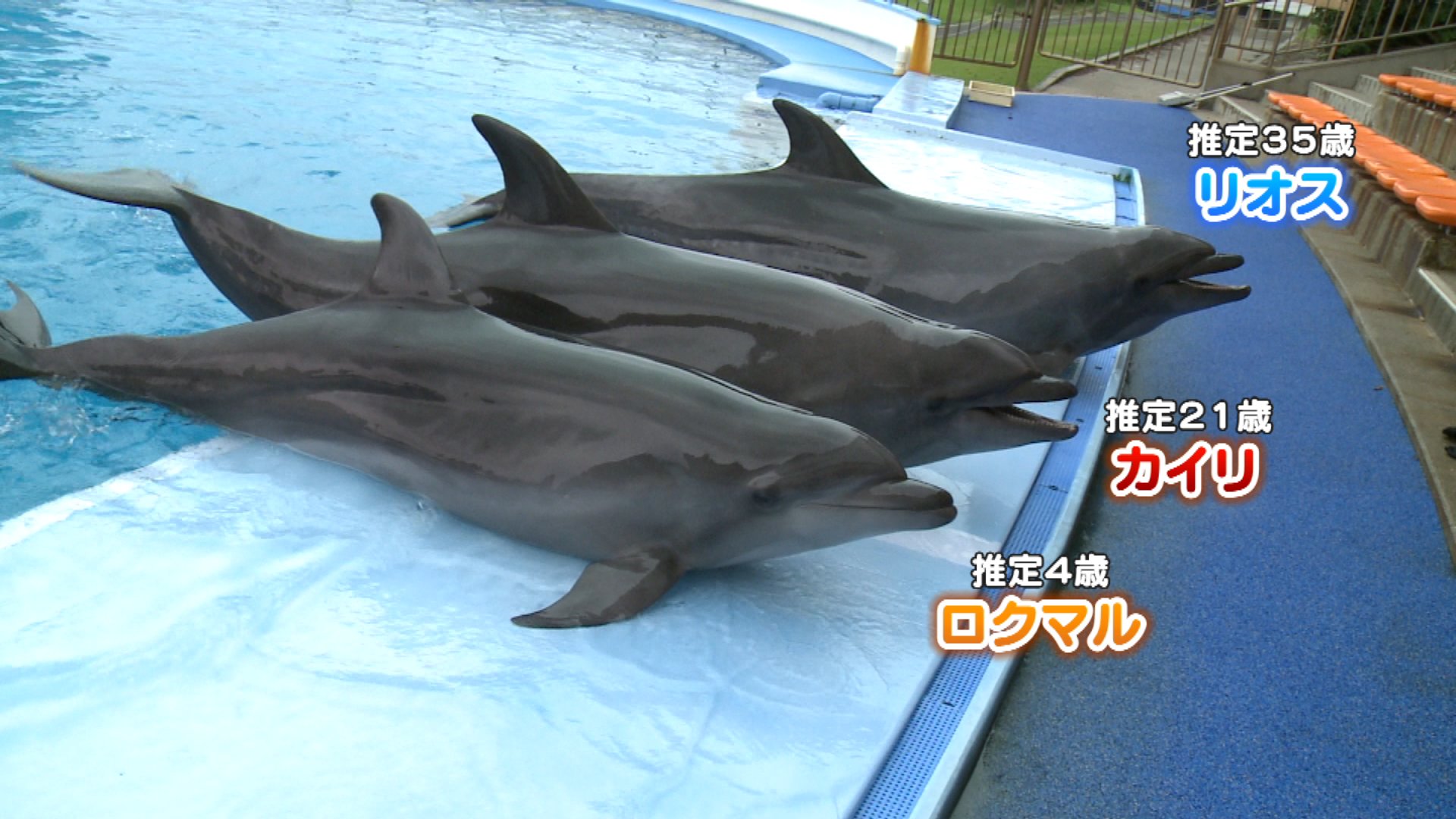 Ccnc12 知多半島ケーブルネットワーク 現在 南知多ビーチランドで親 子 孫の3世代イルカショーが行われています 3世代のイルカショーが行われているのは全国で南知多ビーチランドだけ 本日のニュースccncでショーの様子をお届けしています Ccnc12 知多半島ケーブルネットワーク 現在 南知多ビーチランドで親 子 孫の3世代イルカショーが行われています 3世代のイルカショーが行われているのは全国で南知多ビーチランドだけ 本日のニュースccncでショーの様子をお届けしています