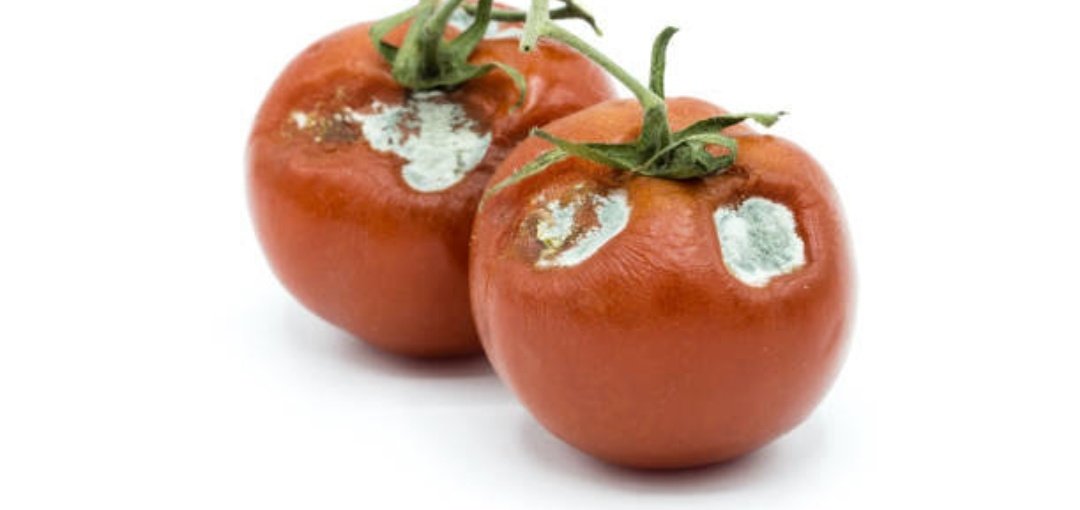 You see these whitish spots? Avoid totally, the name of the fungus is aspergillus, the name of the toxin is aflatoxin

Old groudnuts, bread can also contain them.

Responsible for liver cancer. Let's be careful where and what we eat.