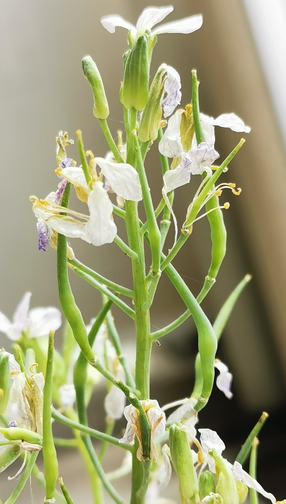 まお いくつかの大根は花の段階で元気を失って虫に食べられてしまったけれど 生き残った大根に実が出来ていました 実も食べられるらしいです ベランダ家庭菜園 T Co Tuh5 Twitter