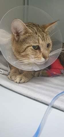 Henry's Haven Cat Rescue (@henryshaven) on Twitter photo Beautiful Orion after his second operation yesterday. Poor lad will wonder what’s going on. But his hind leg amputation is healing well. His tail amputation went well too .
Little boy is now in Foster Xx
Thank you to <a href="/ChantryVets/">Chantry Vets</a> who have performed both operations. Xxxxxxx Beautiful Orion after his second operation yesterday. Poor lad will wonder what’s going on. But his hind leg amputation is healing well. His tail amputation went well too .
Little boy is now in Foster Xx
Thank you to <a href="/ChantryVets/">Chantry Vets</a> who have performed both operations. Xxxxxxx