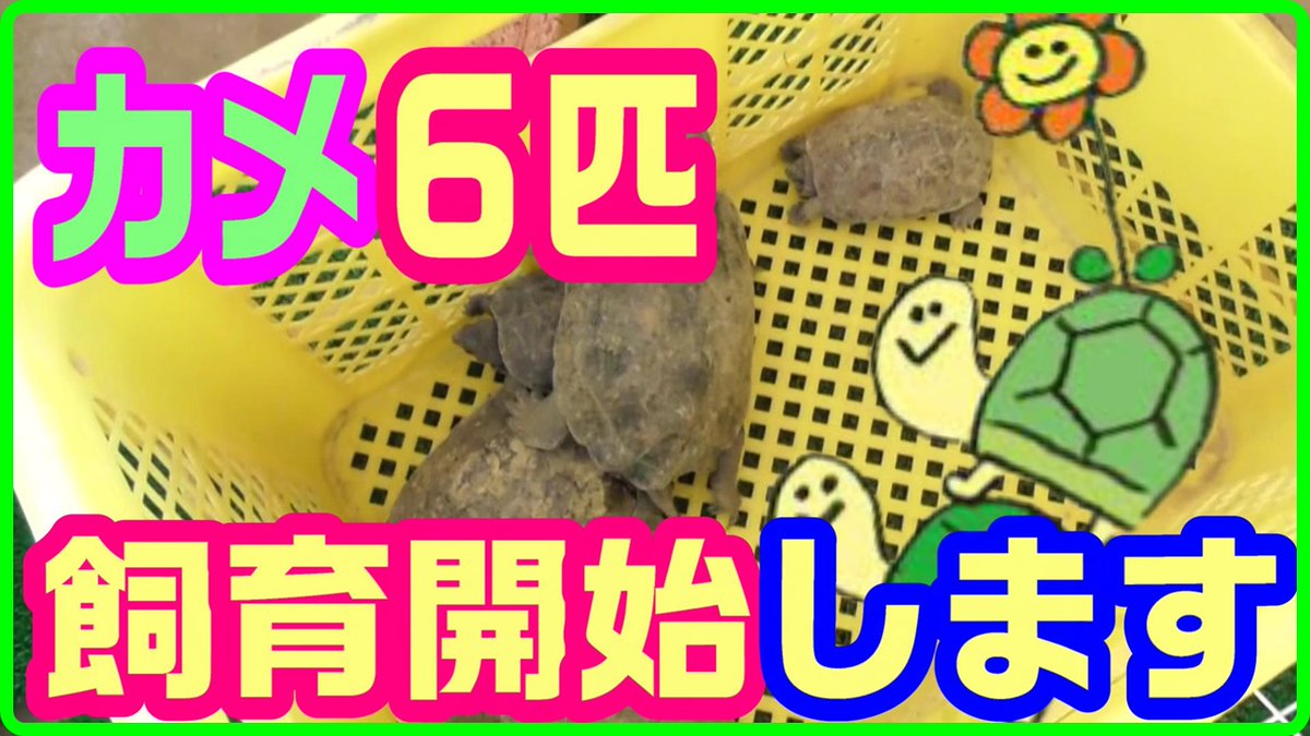 カメの飼育 カメの飼育