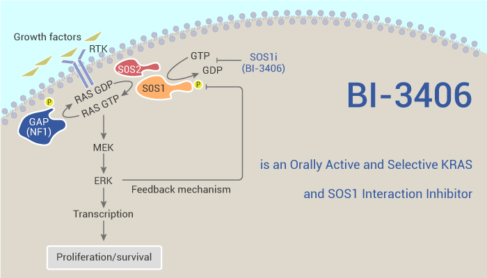 MedChemExpress's tweet photo. BI-3406 is an orally active and selective #inhibitor of the interaction between #KRAS and Son of Sevenless 1 (#SOS1). BI-3406 potently reduces the formation of GTP-loaded #KRAS, and inhibits #MAPK pathway signaling. #drugdiscovery. #anticancer. https://t.co/FYuyplEIuP https://t.co/WX7xQK5wDd